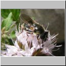 Cheilosia caerulescens - Erzschwebfliege w01.jpg